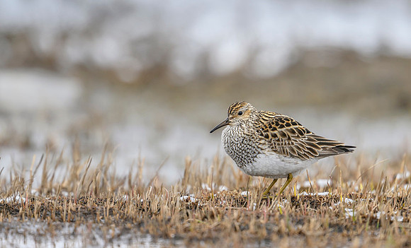 New Spotted sandpiper