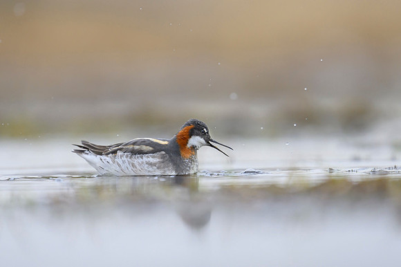New Red-necked Phalarope