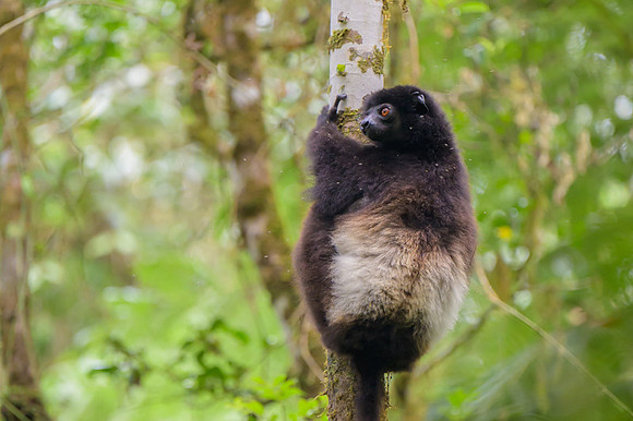 Milne-Edwards's sifaka