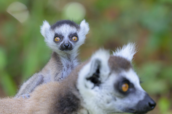 Ring-tailed lemurs