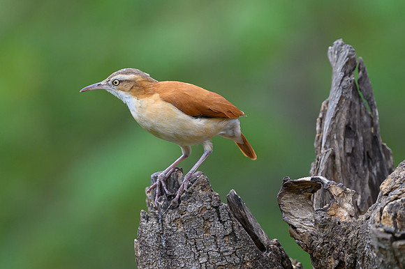 Rufous Hornero