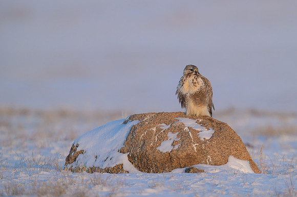 Upland Buzzard