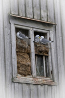 Kittiwake / Mewa trójpalczasta