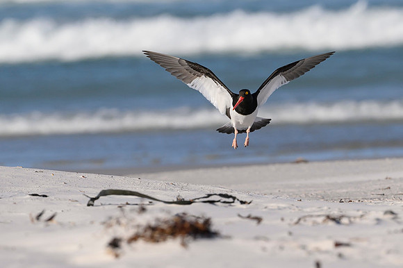 Magellanic Oystercatcher