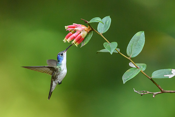 Andean Hummingbird