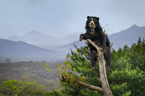 Spectacled Bear