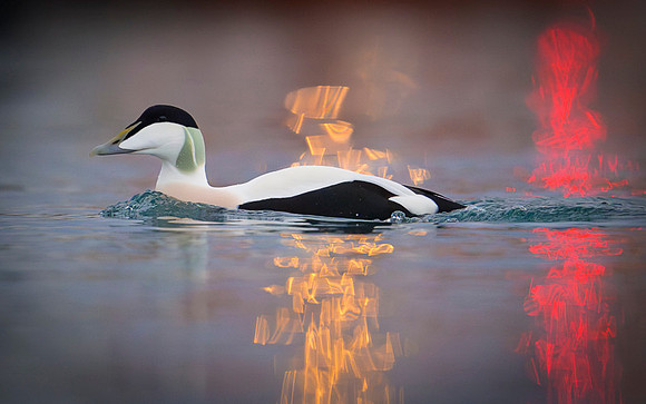 Common Eider / Edredon