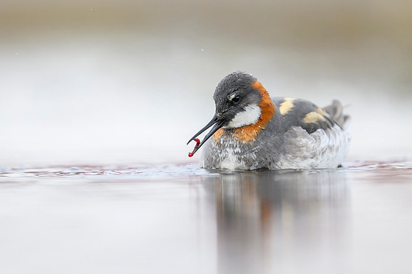 New Red-necked Phalarope