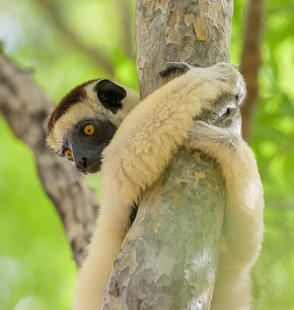 Verreaux's sifaka