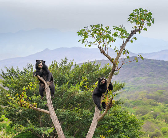 Spectacled Bear
