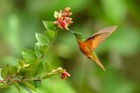 Chestnut-breasted coronet