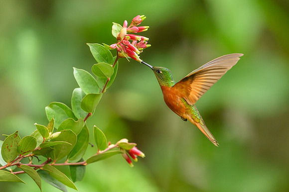 Chestnut-breasted coronet