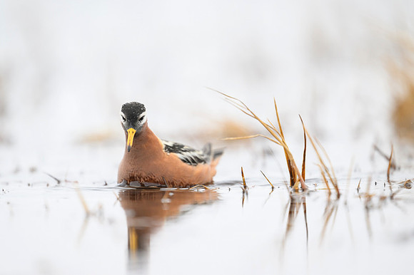 Red phalarope