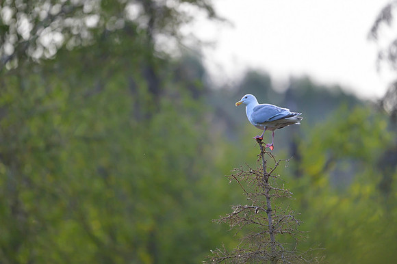Glaucous gull