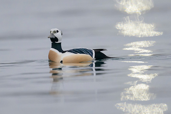 Steller's eider / Birginiak