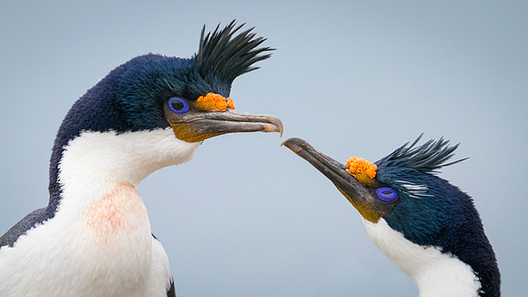 Imperial cormorant