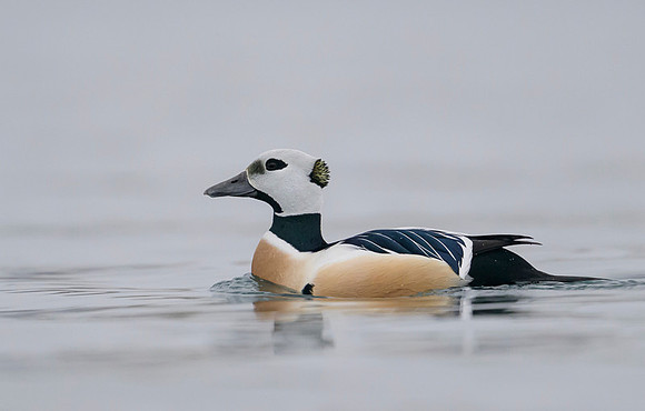 Steller's eider / Birginiak