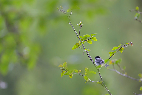 Boreal Chickadee