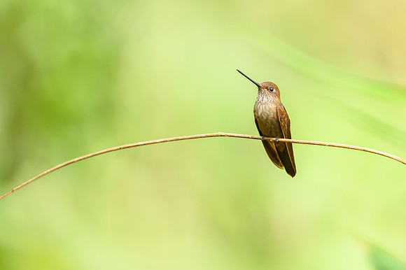 Brown Inca