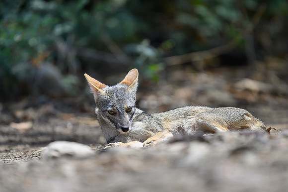 Sechuran Fox