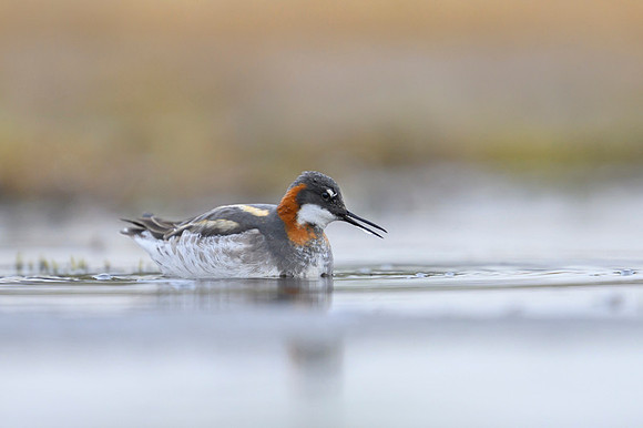 New Red-necked Phalarope