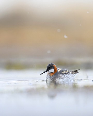 New Red-necked Phalarope