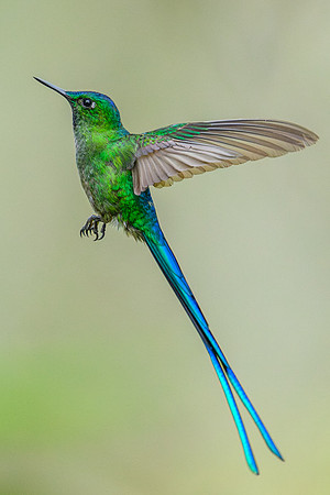 Long-tailed Sylph