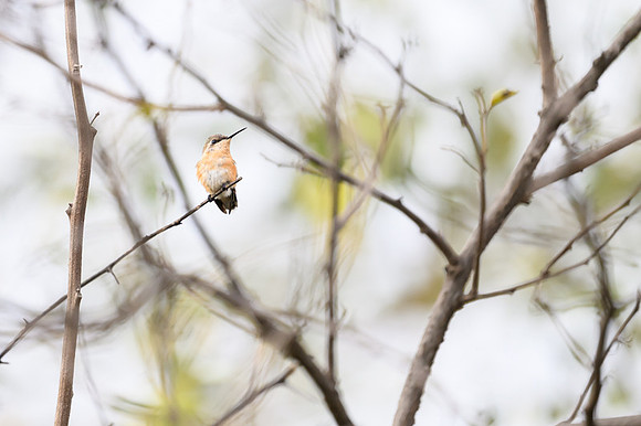 Short-tailed Woodstar
