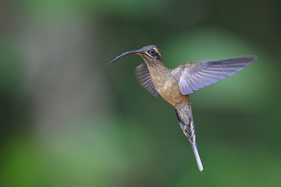 Long-tailed Hermit