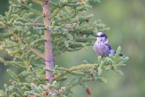 Gray Jay