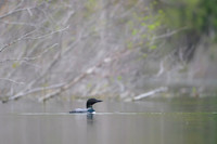 Common loon