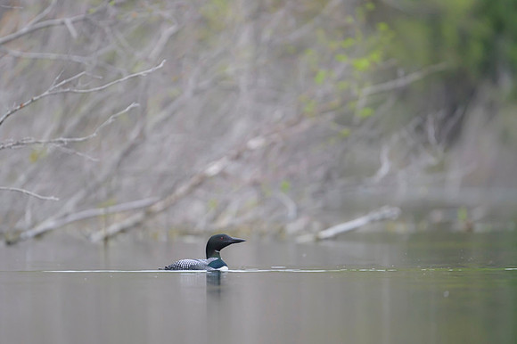 Common loon