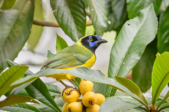 Green Jay