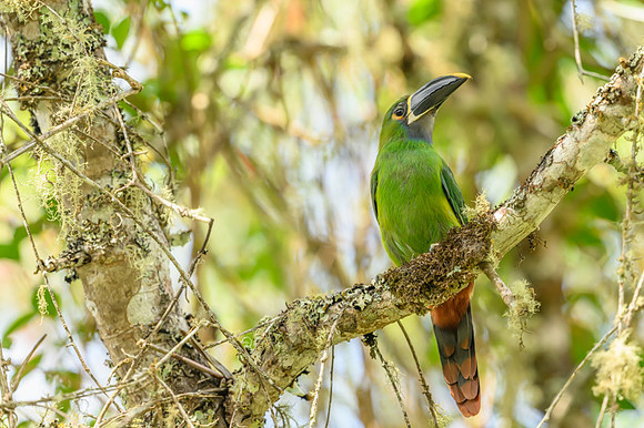 Green Toucanet