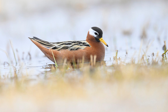 Red phalarope