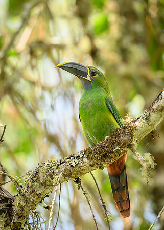 Green Toucanet