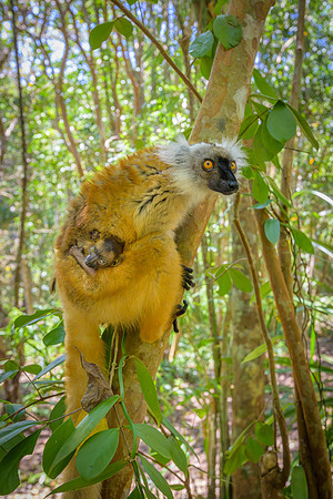 Lemur Macaco