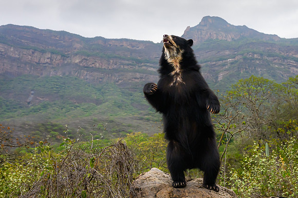 Spectacled Bear