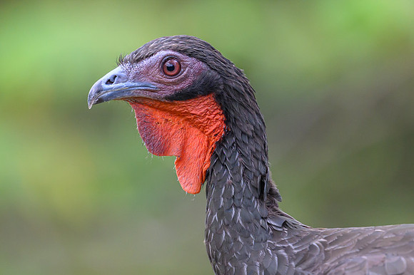 White-winged Guan