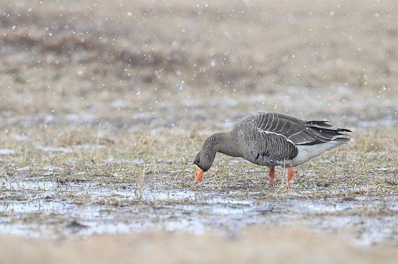 Greater white-fronted goose