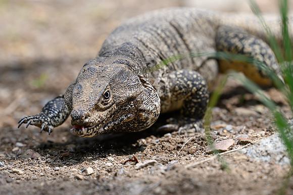Thumbesian Tegu