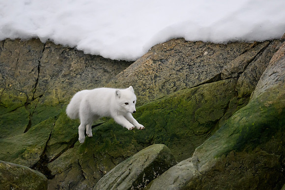 Arctic fox White