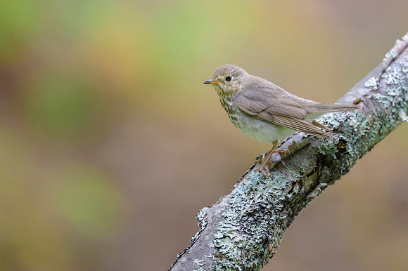 Swainson's thrush