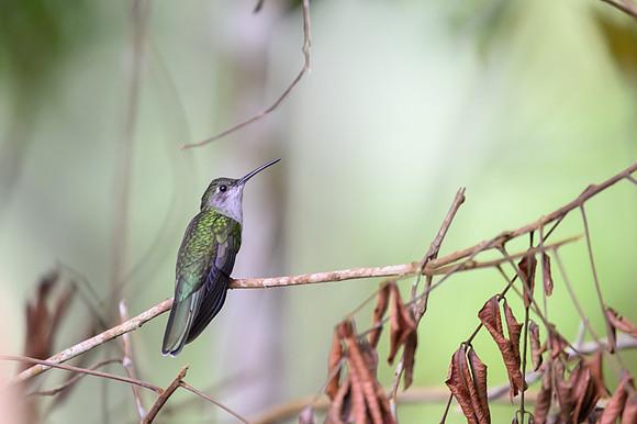 Andean Hummingbird