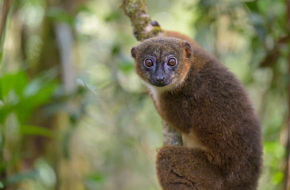 Red-bellied lemur