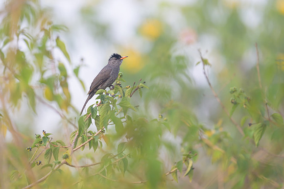 Malagasy Bulbul