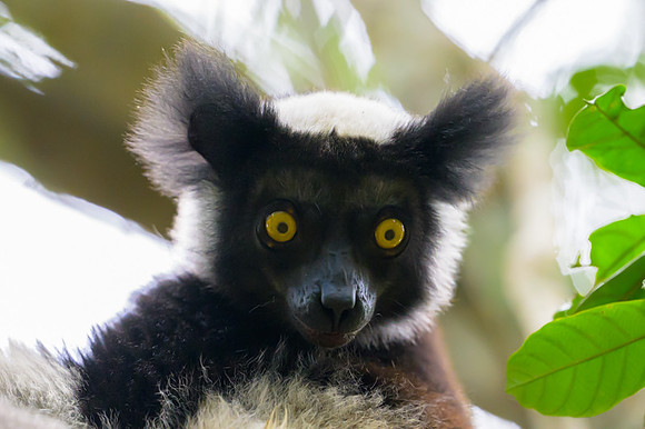 Indri lemur