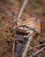 Madagascar Bright-eyed Frog