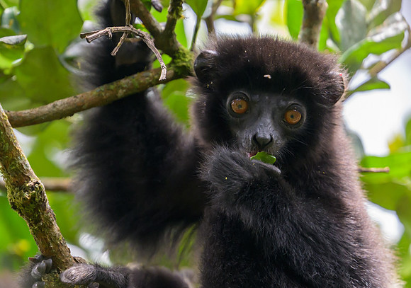 Milne-Edwards's sifaka