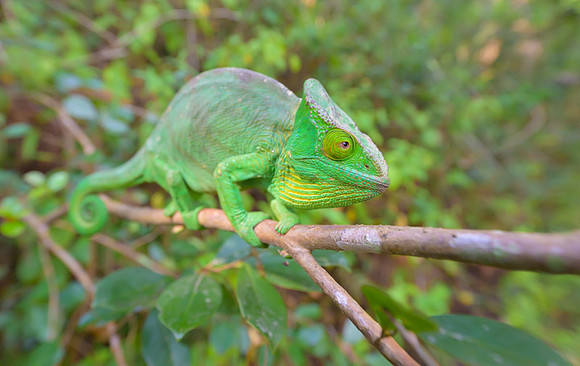 Parson's chameleon